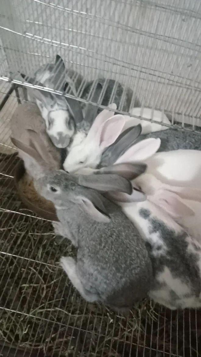 【便民二手】大悟闲置洗衣机烤箱麻将机三轮车梳妆台等物雷火电竞品低价处理!(图4) 【便民二手】大悟闲置洗衣机烤箱麻将机三轮车梳妆台等物雷火电竞品低价处理!(图4)